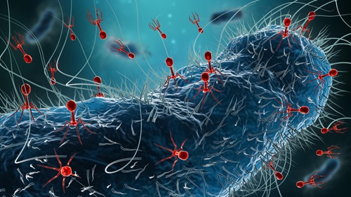 phage therapy image